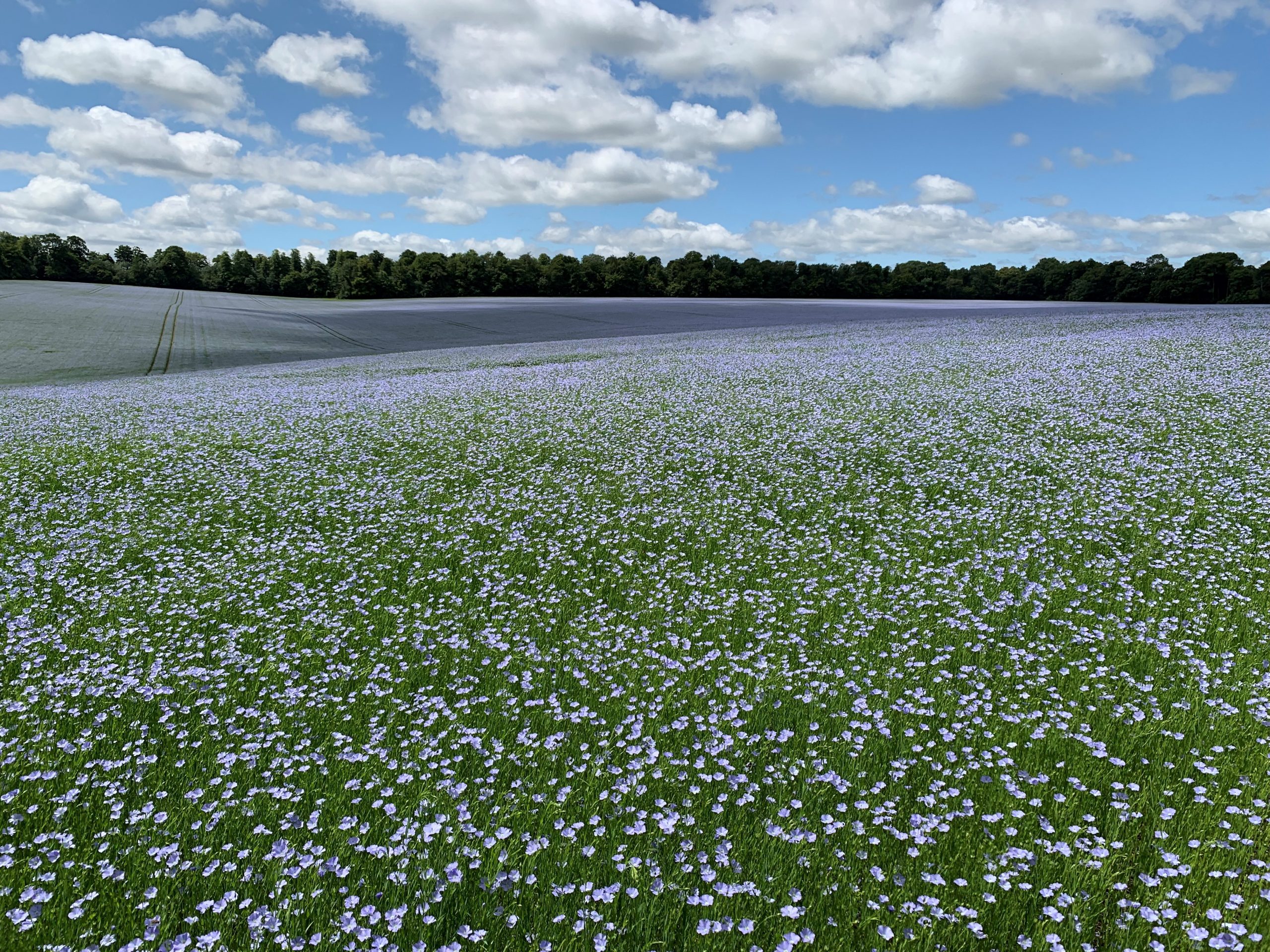 Rolling Cotswolds meadow with wildflowers under a blue sky