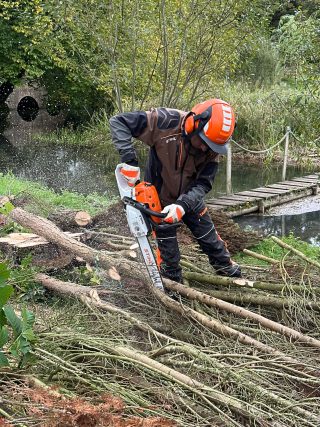 Cherry tree removal — before and after