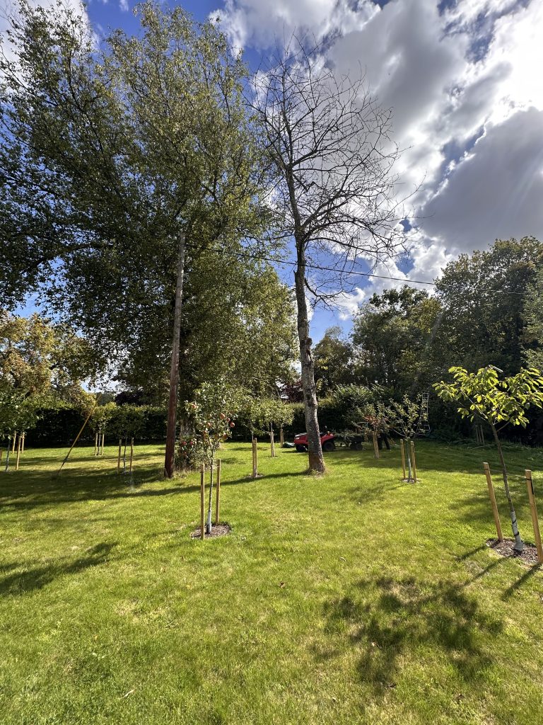 Cherry tree before removal — mature tree standing in the garden