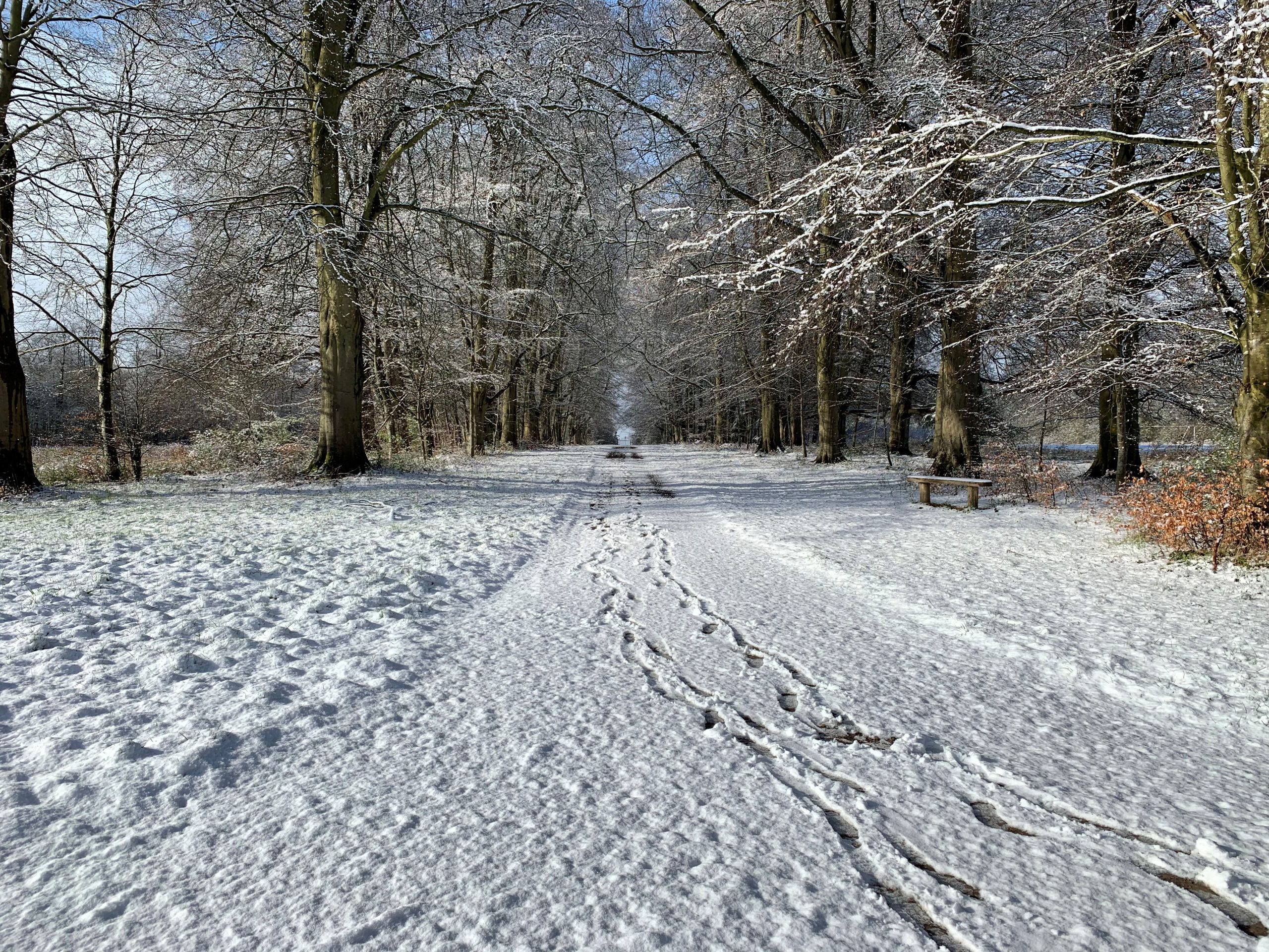 Snow-covered Cotswolds forest path in winter