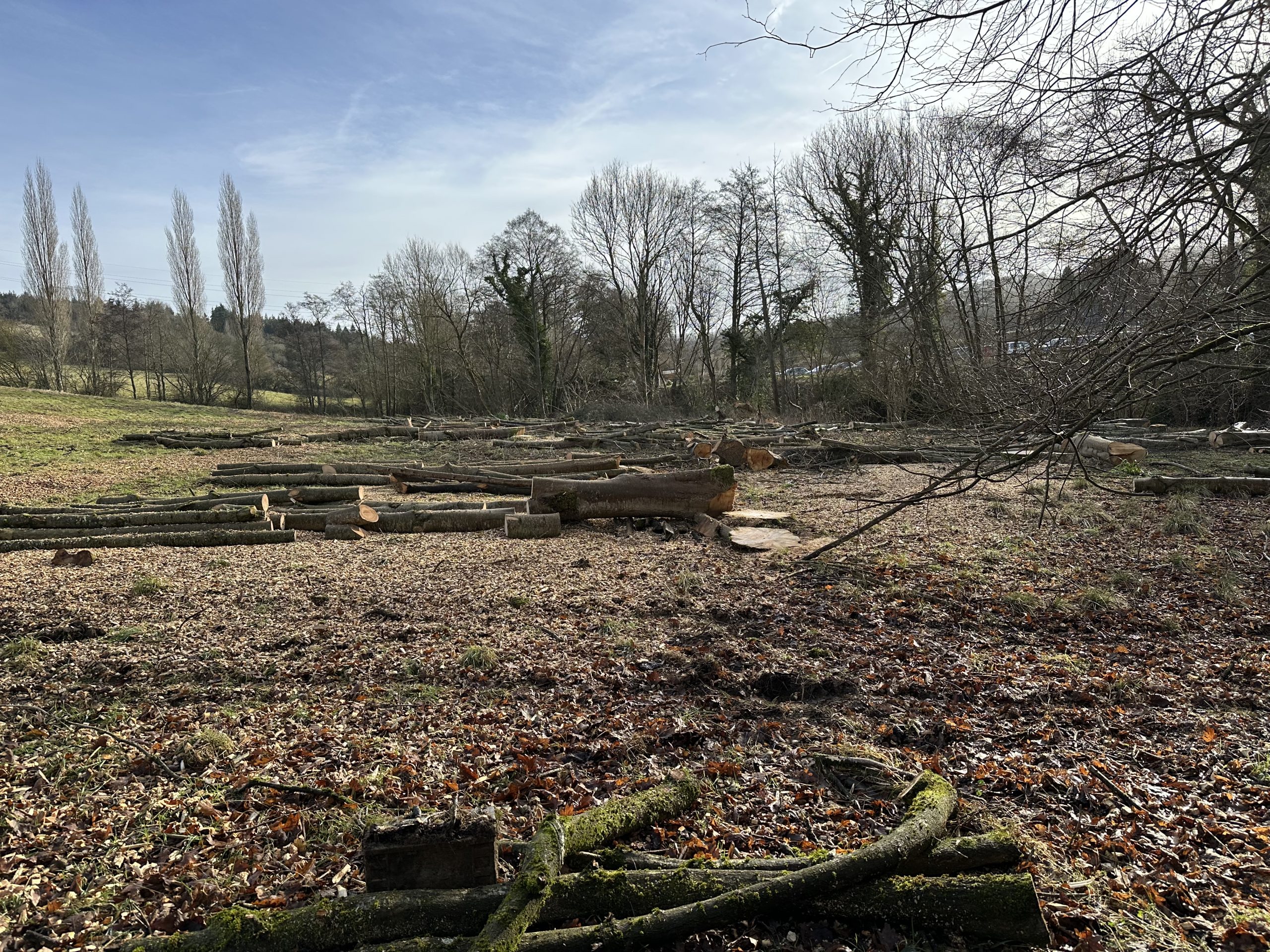 Rural woodland clearing with cut logs scattered across the ground after felling
