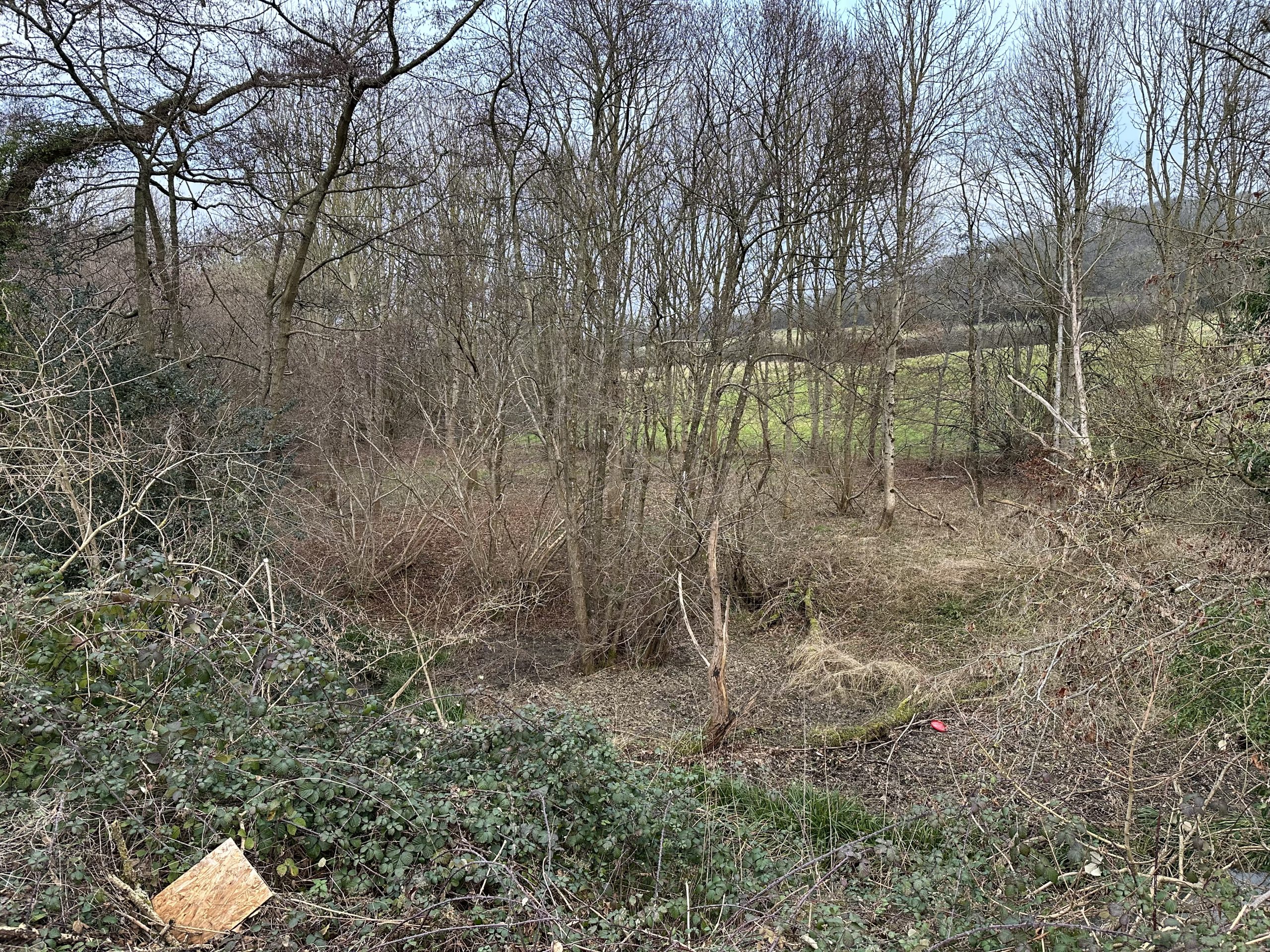 Wooded countryside landscape with leafless trees — winter scene at the clearance site