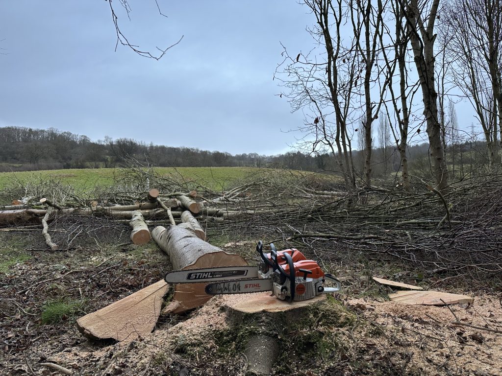 Chainsaw and freshly cut logs at a forestry worksite