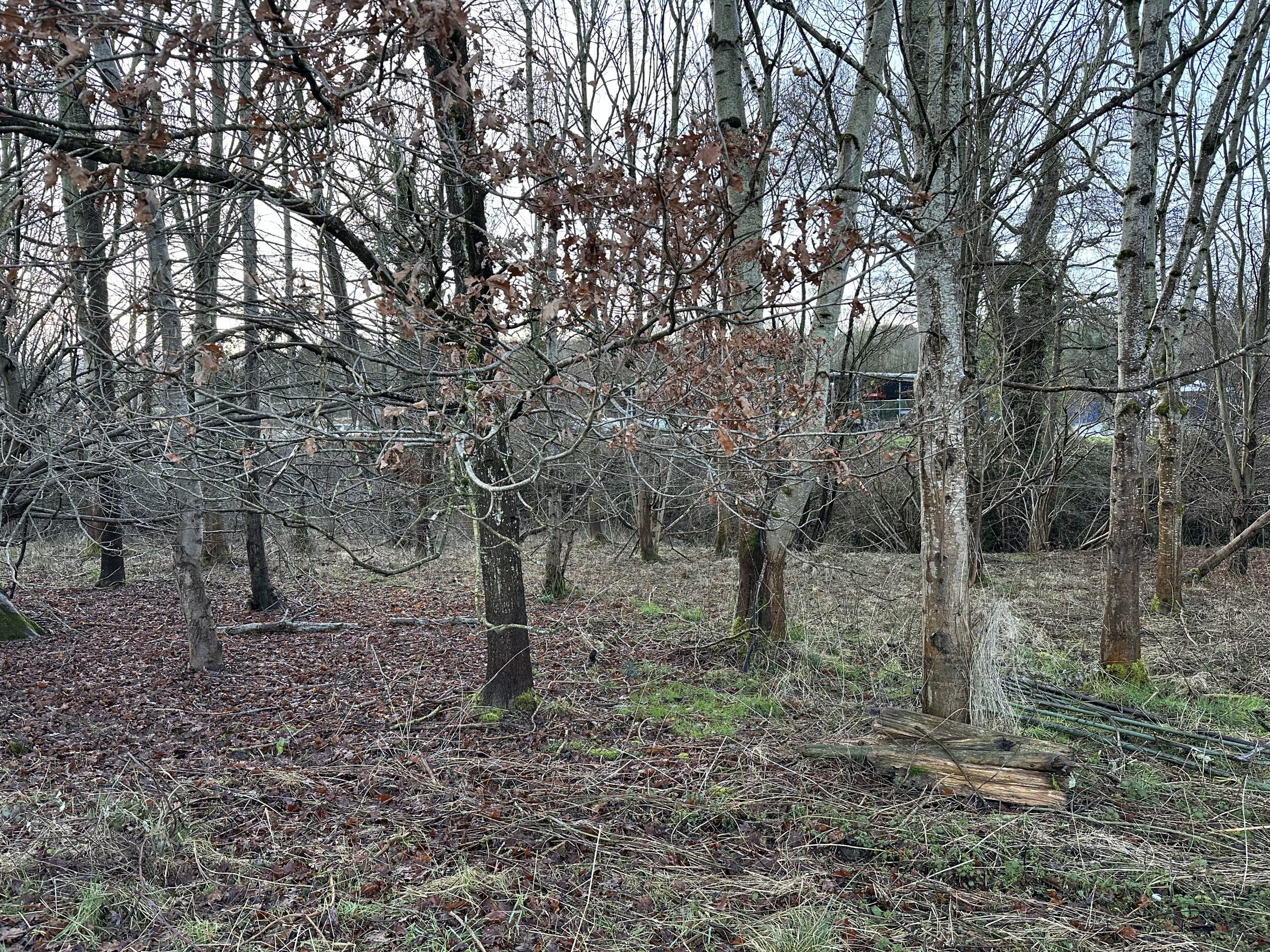 Leafless woodland with fallen branches and logs at the winter forestry site