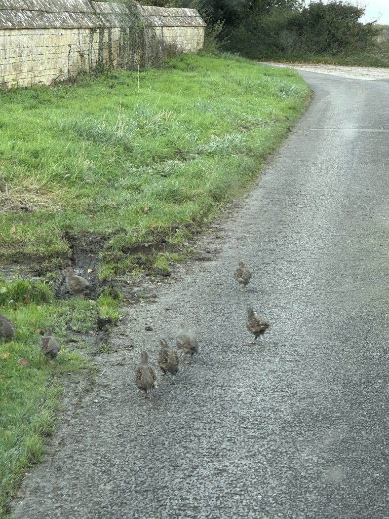 Rural country lane on the Home Farm Holdings estate with wildlife