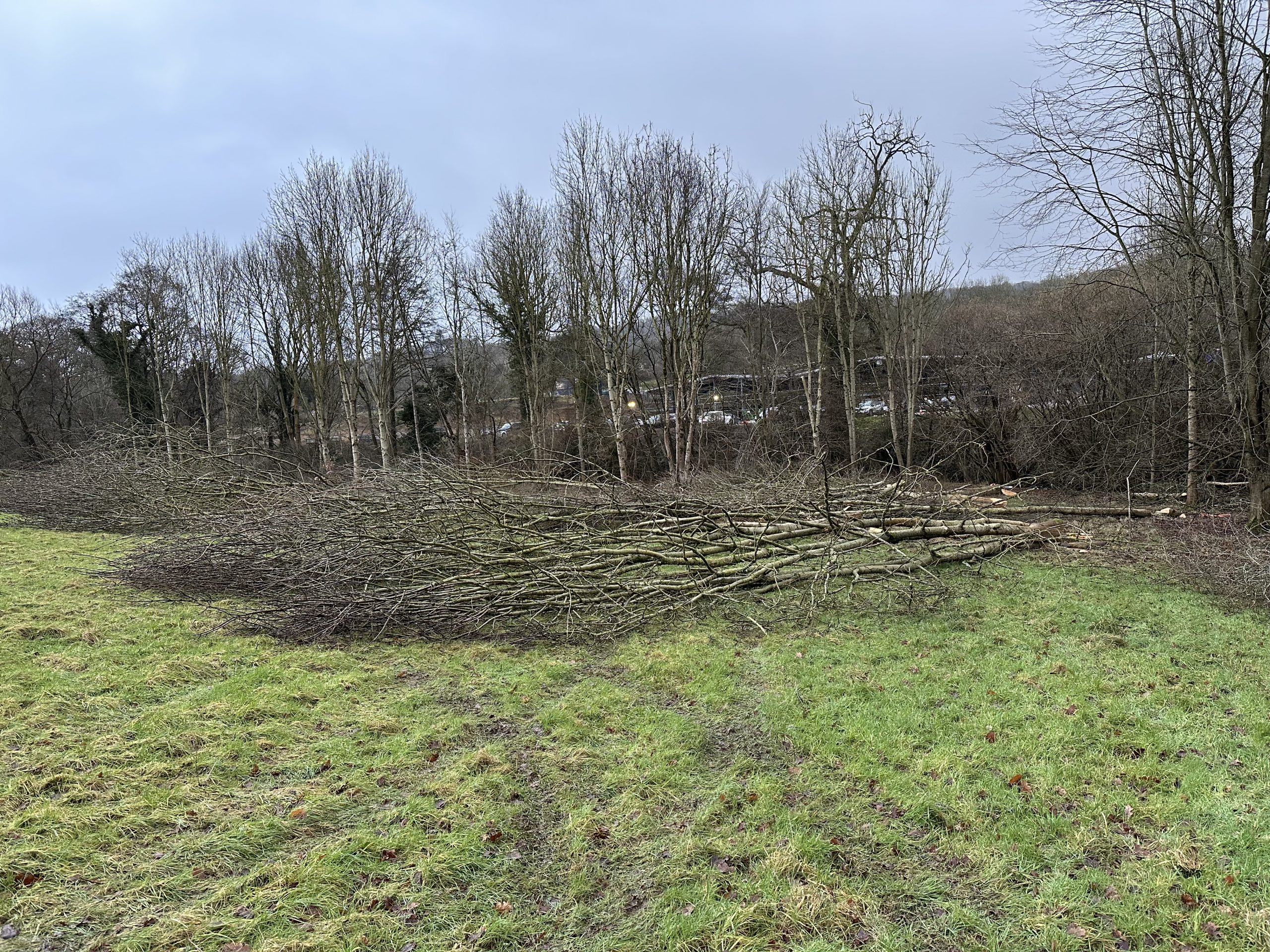 Grassy field with large pile of felled tree branches and logs at Dunkertons clear felling site