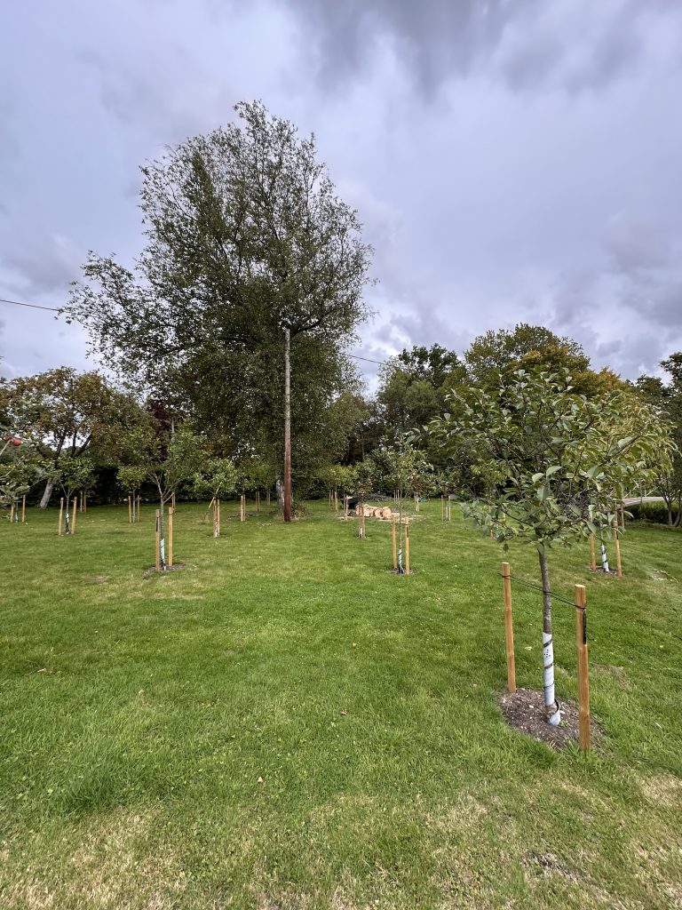 Garden after cherry tree removal — cleared, tidy lawn with space restored