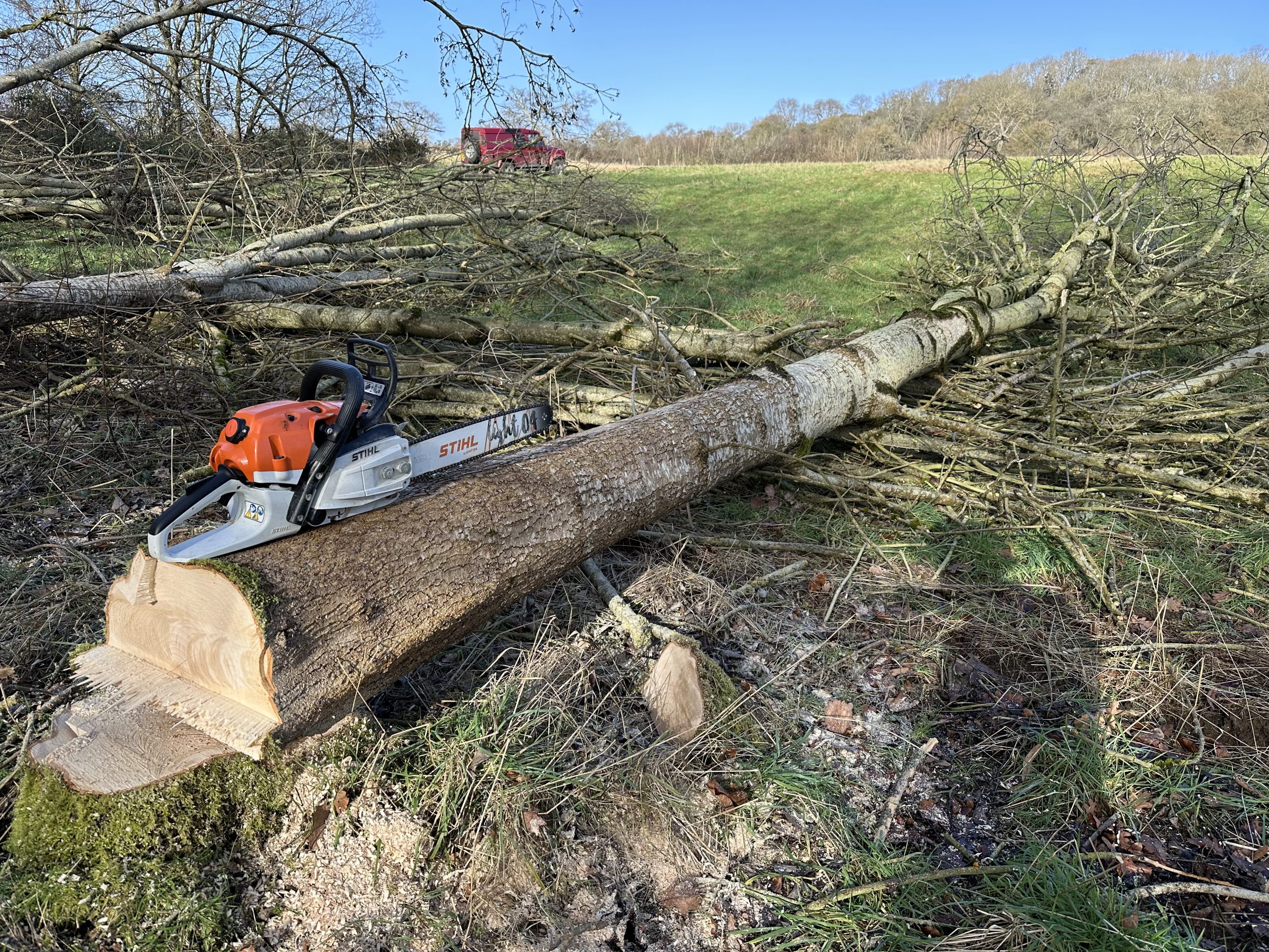 Ash tree felling in woodland using capstan winch