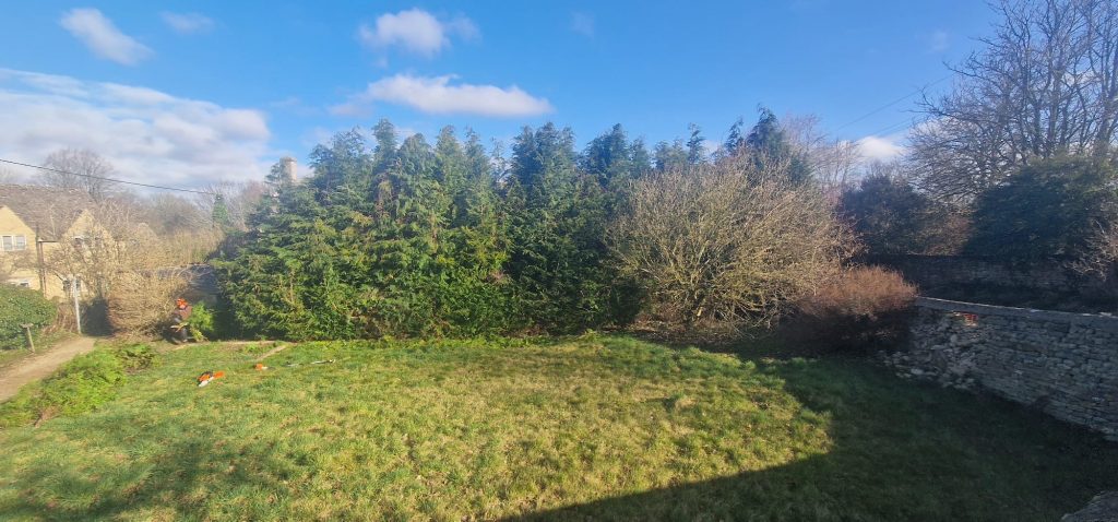 Before: Overgrown Leylandii hedge in garden before reduction work began