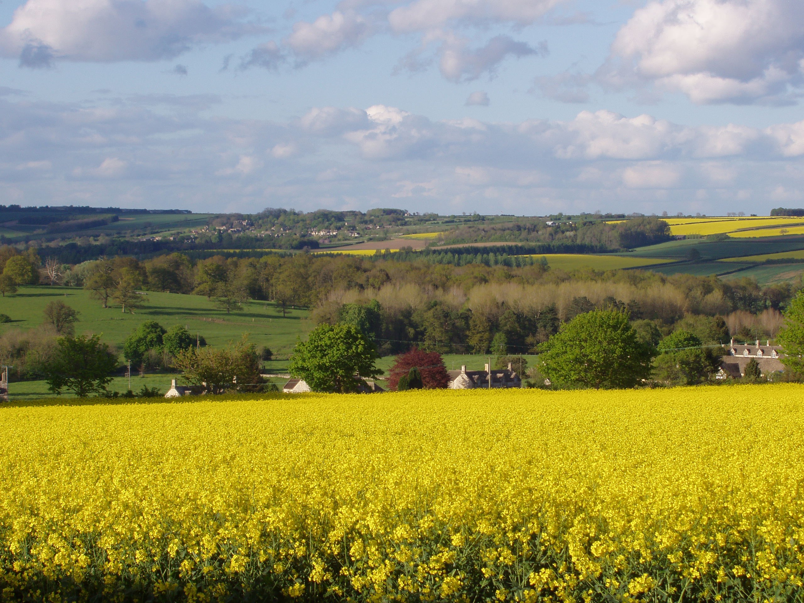Rolling Cotswolds countryside with yellow rapeseed fields and green pastures