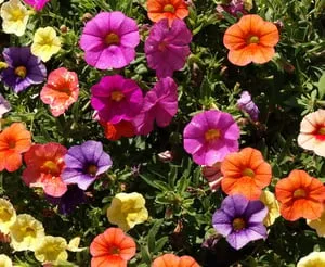 Colorful seasonal flowering plants in a professionally designed landscape bed