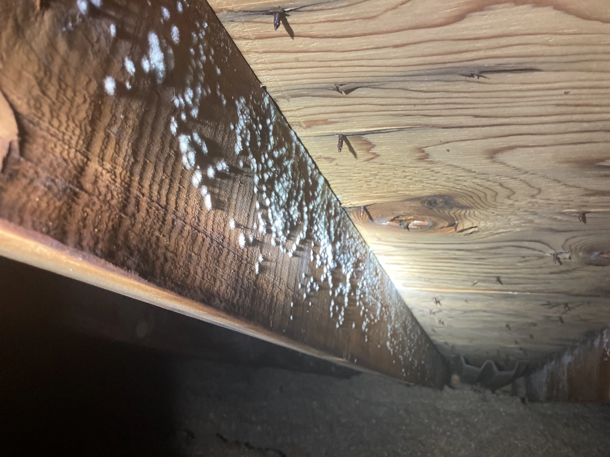 Plumbing Leaks & Everyday Moisture