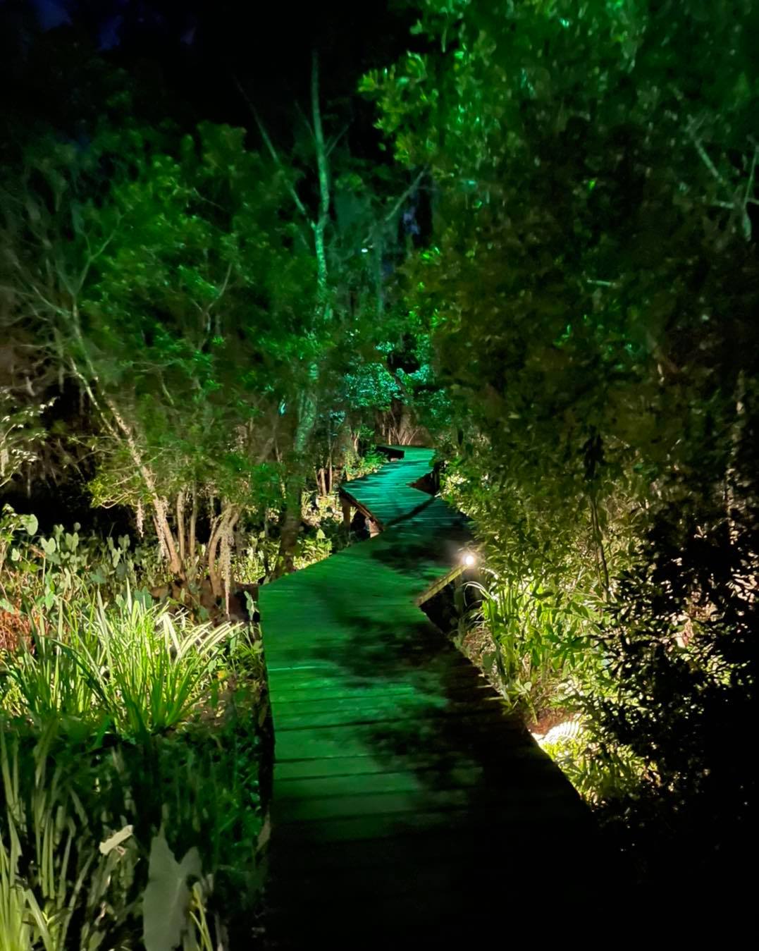 Wooden boardwalk trail through tropical vegetation with pathway lighting at night