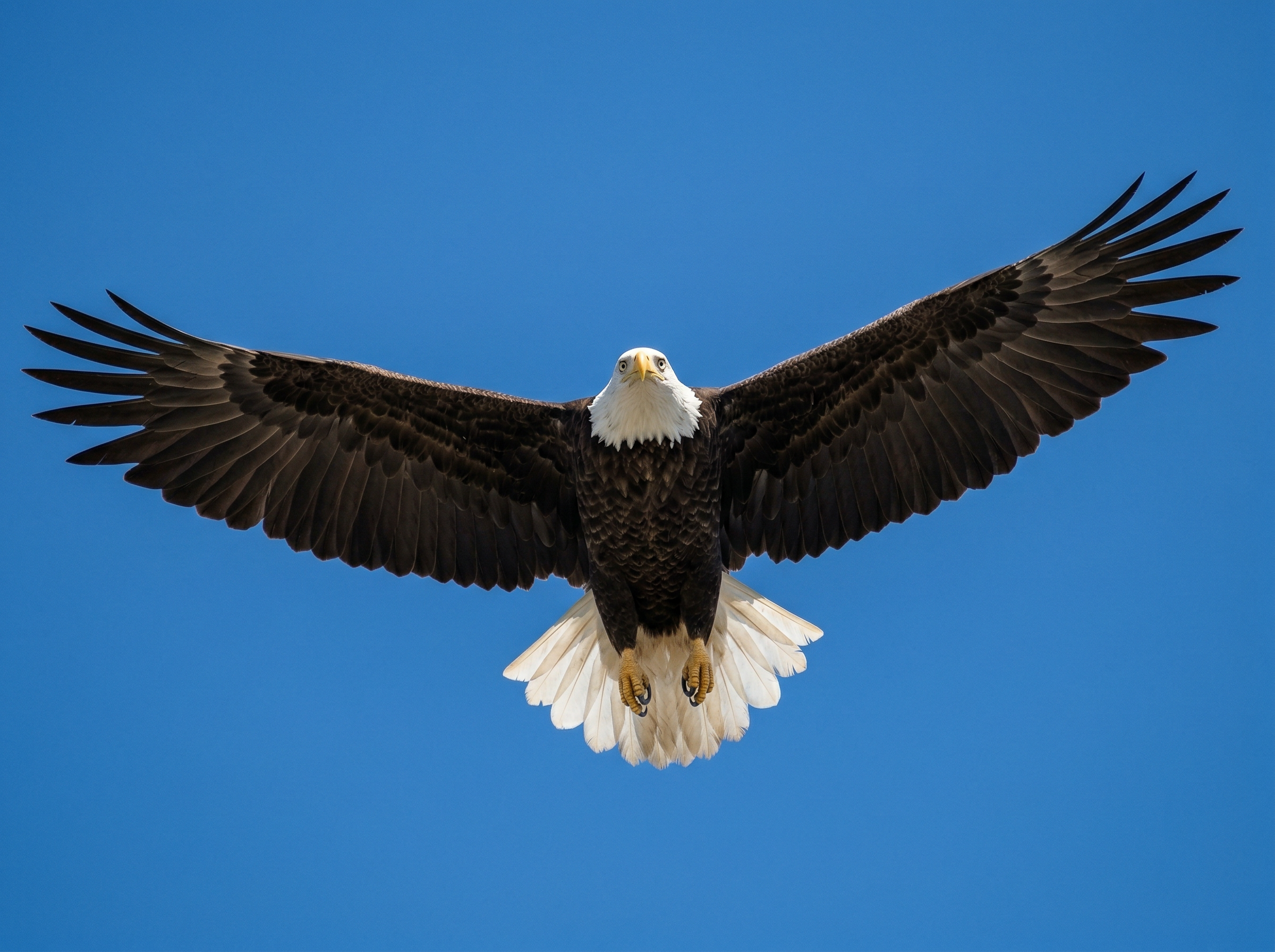 Bald eagle soaring with wings fully spread against a clear blue Montana sky