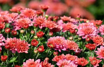 Seed: Types of Grass Seeds for New Jersey Lawns