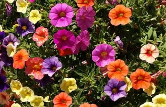 Turf Renovation: De-thatching vs Aerating