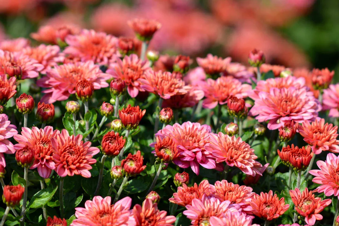 Enhance Your Commercial Property with Perennials: A Timeless Investment