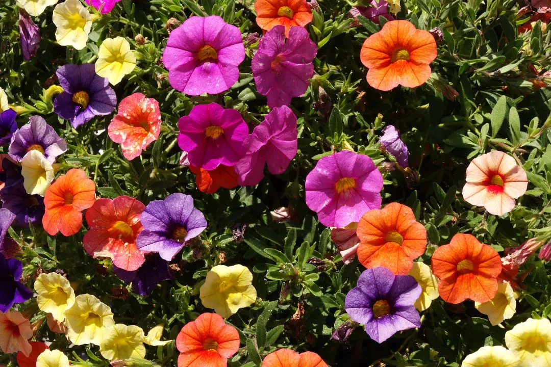 Discover the Top 20 Summer Annuals for Full Sun and Shade Gardens